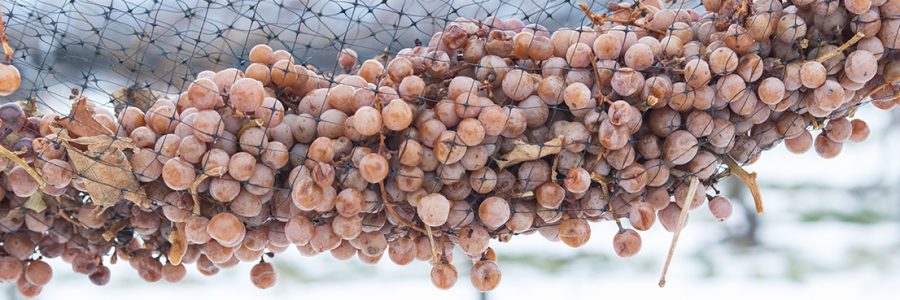 Icewine Tasting